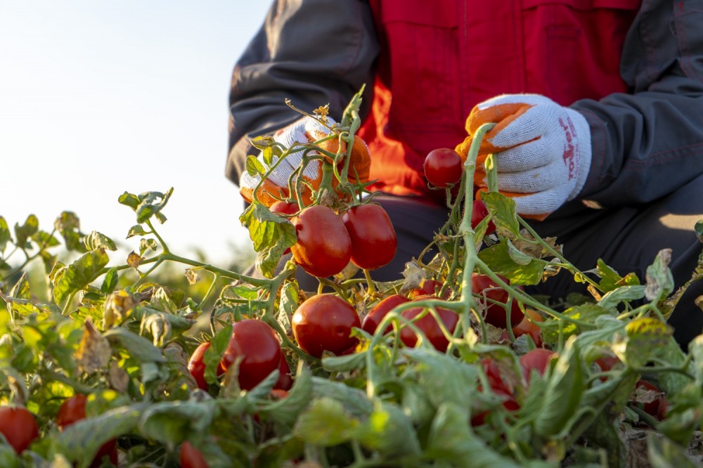 The season of harvesting and processing tomatoes has begun.